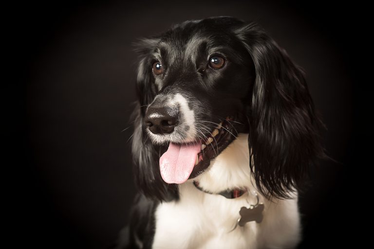 Pet Portraits Dog Portraits by Colin Charles Photography Botley Southampton Hampshire