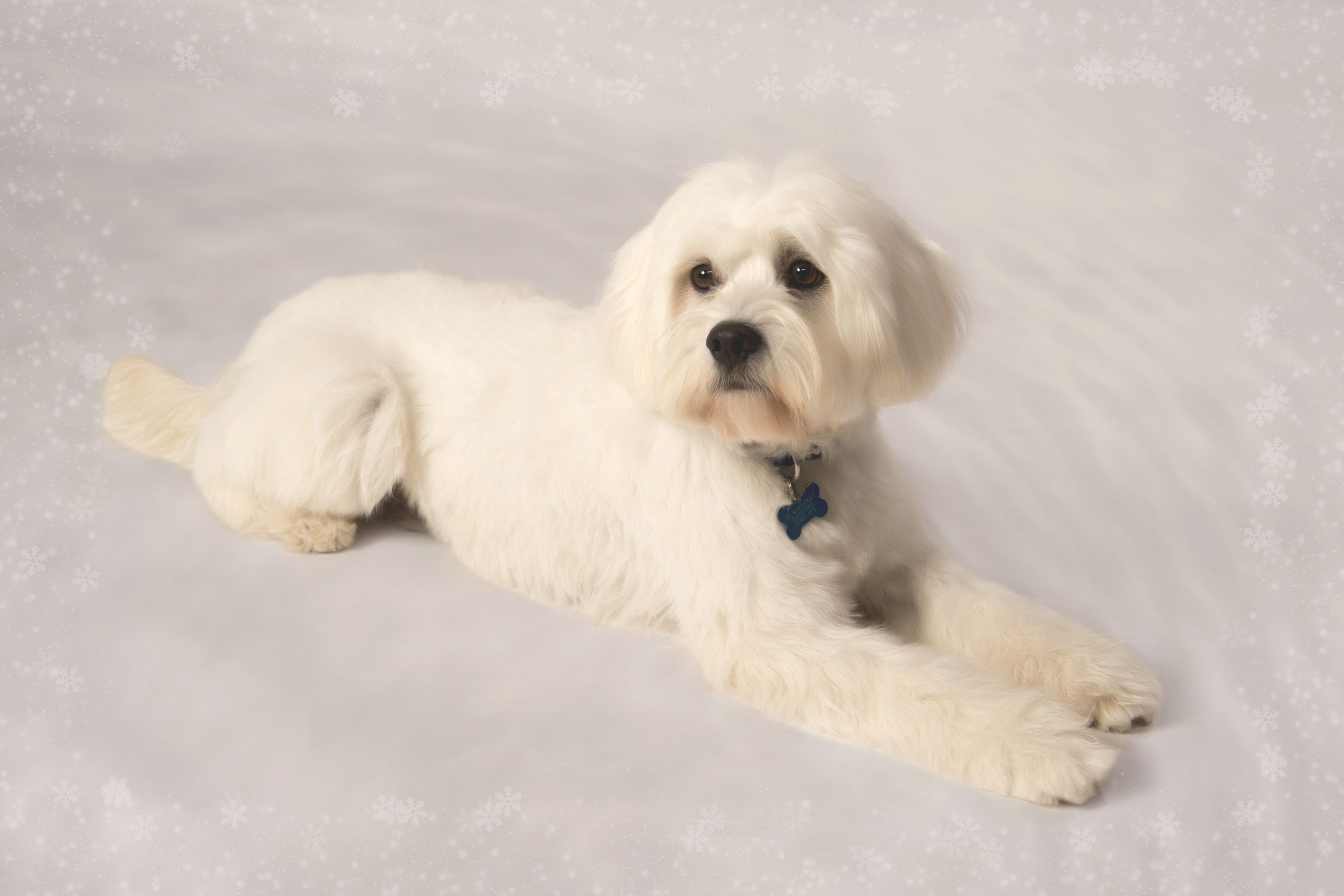 Pet Portraits Dog Portraits by Colin Charles Photography Botley Southampton Hampshire