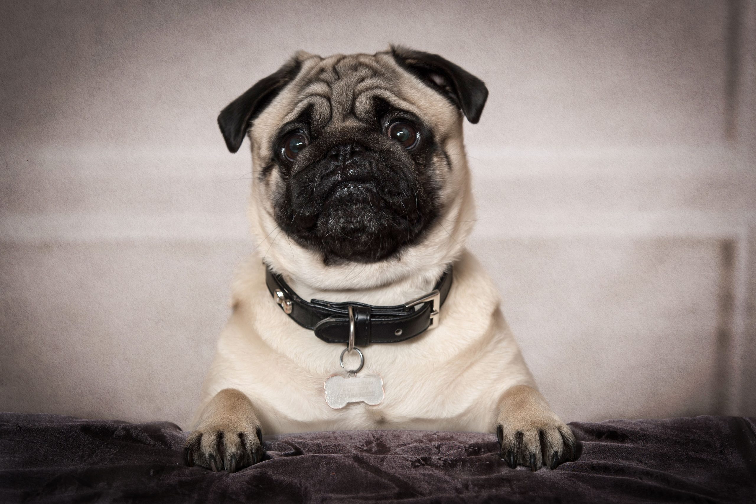 Pet Portraits Dog Portraits by Colin Charles Photography Botley Southampton Hampshire