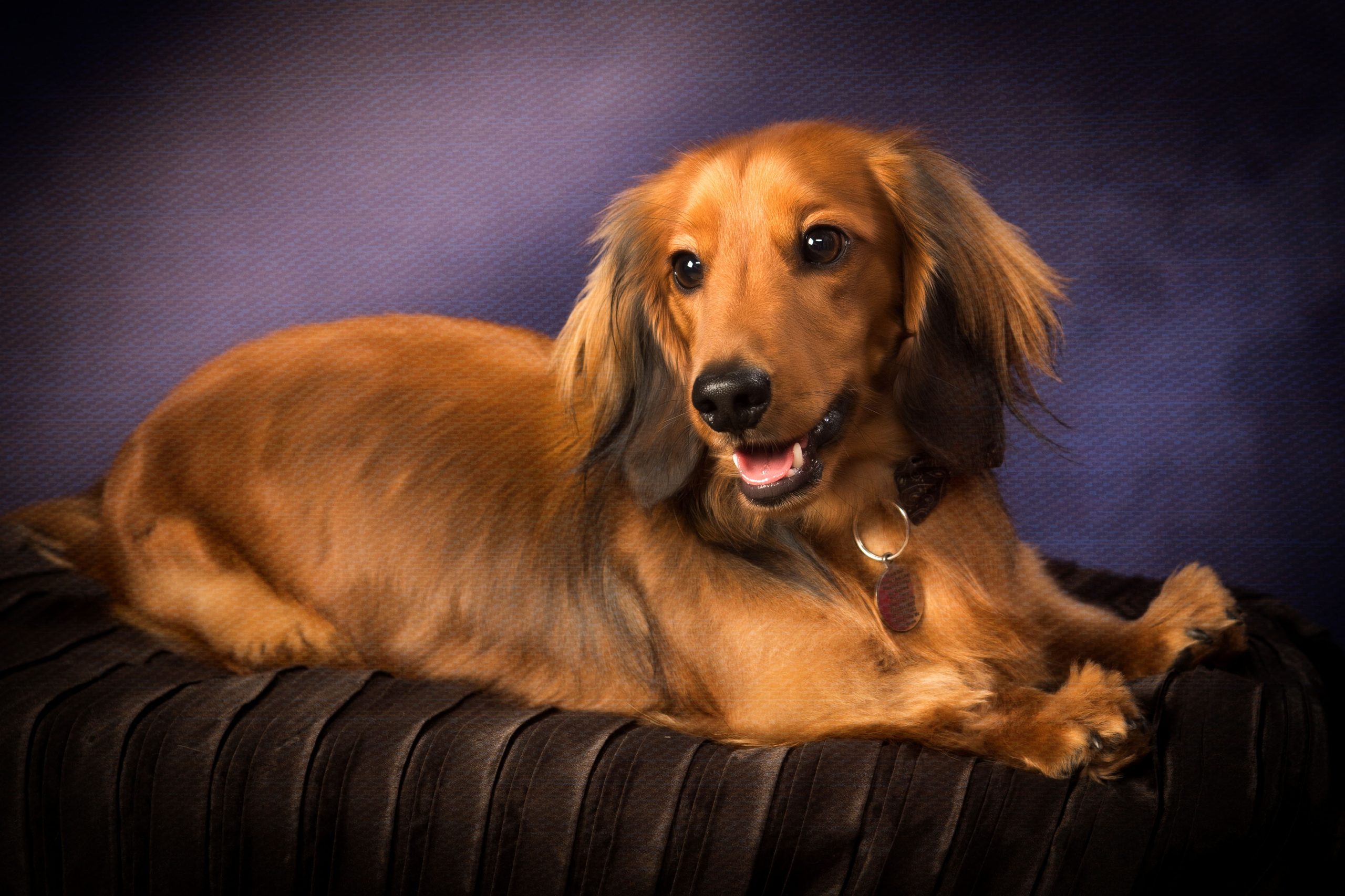 Pet Portraits Dog Portraits by Colin Charles Photography Botley Southampton Hampshire