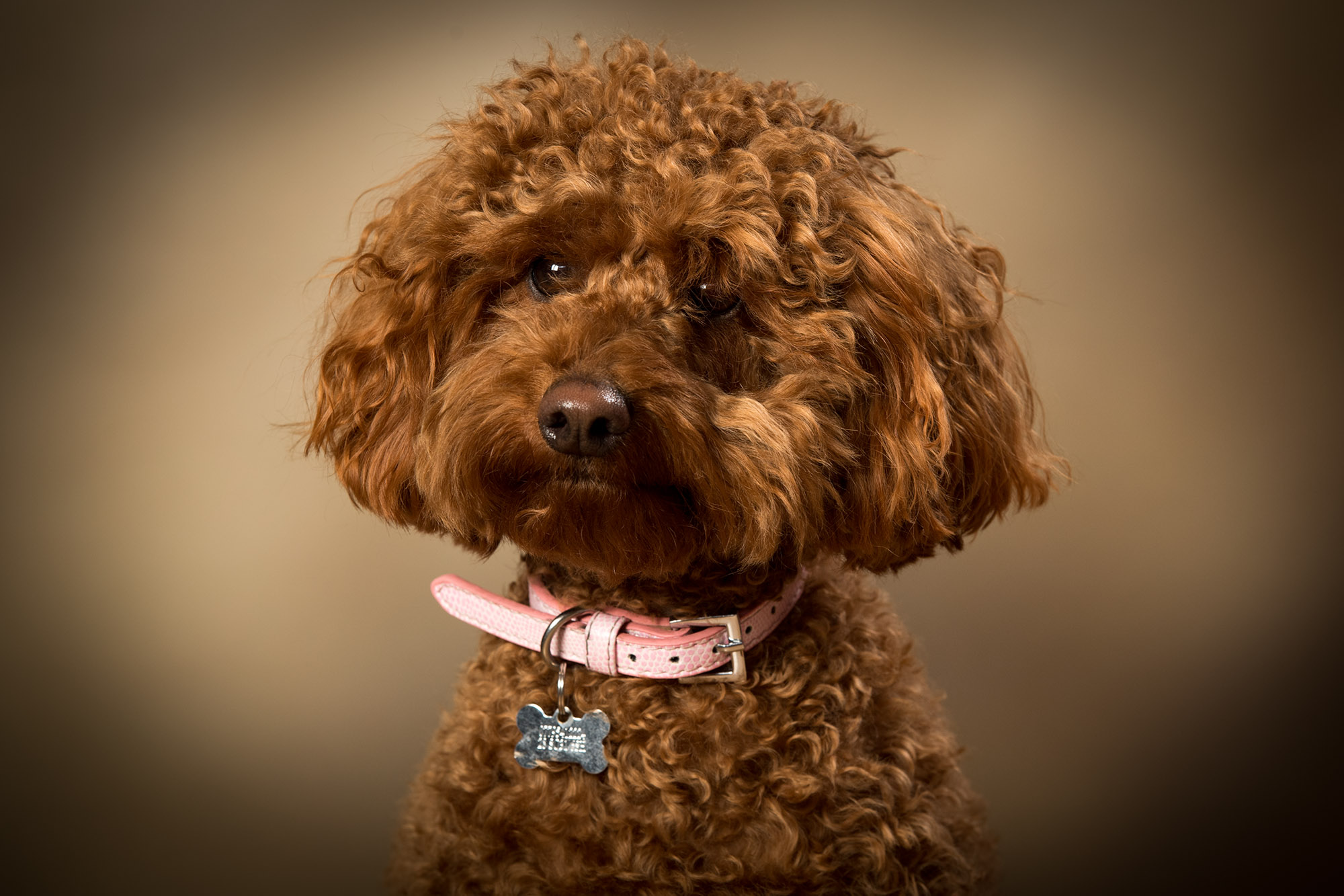 Pet Portraits Dog Portraits by Colin Charles Photography Botley Southampton Hampshire