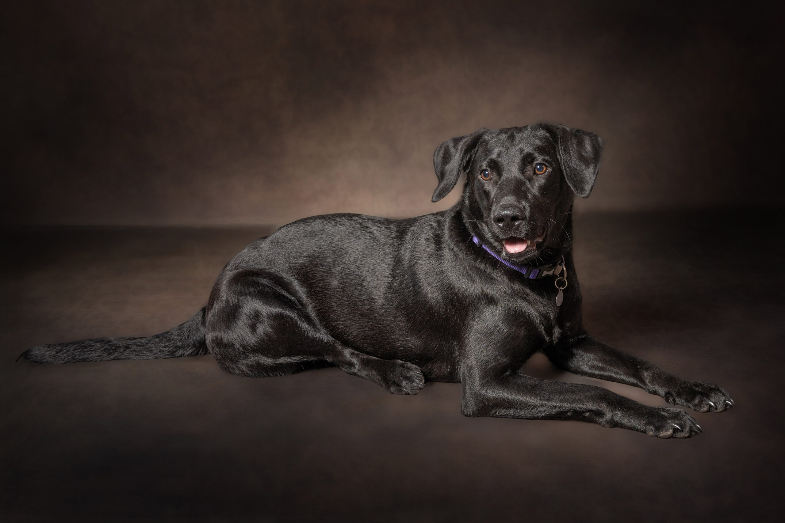 Pet portraits by Colin Charles Photography Hampshire